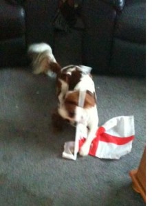 flag Fly the Flag