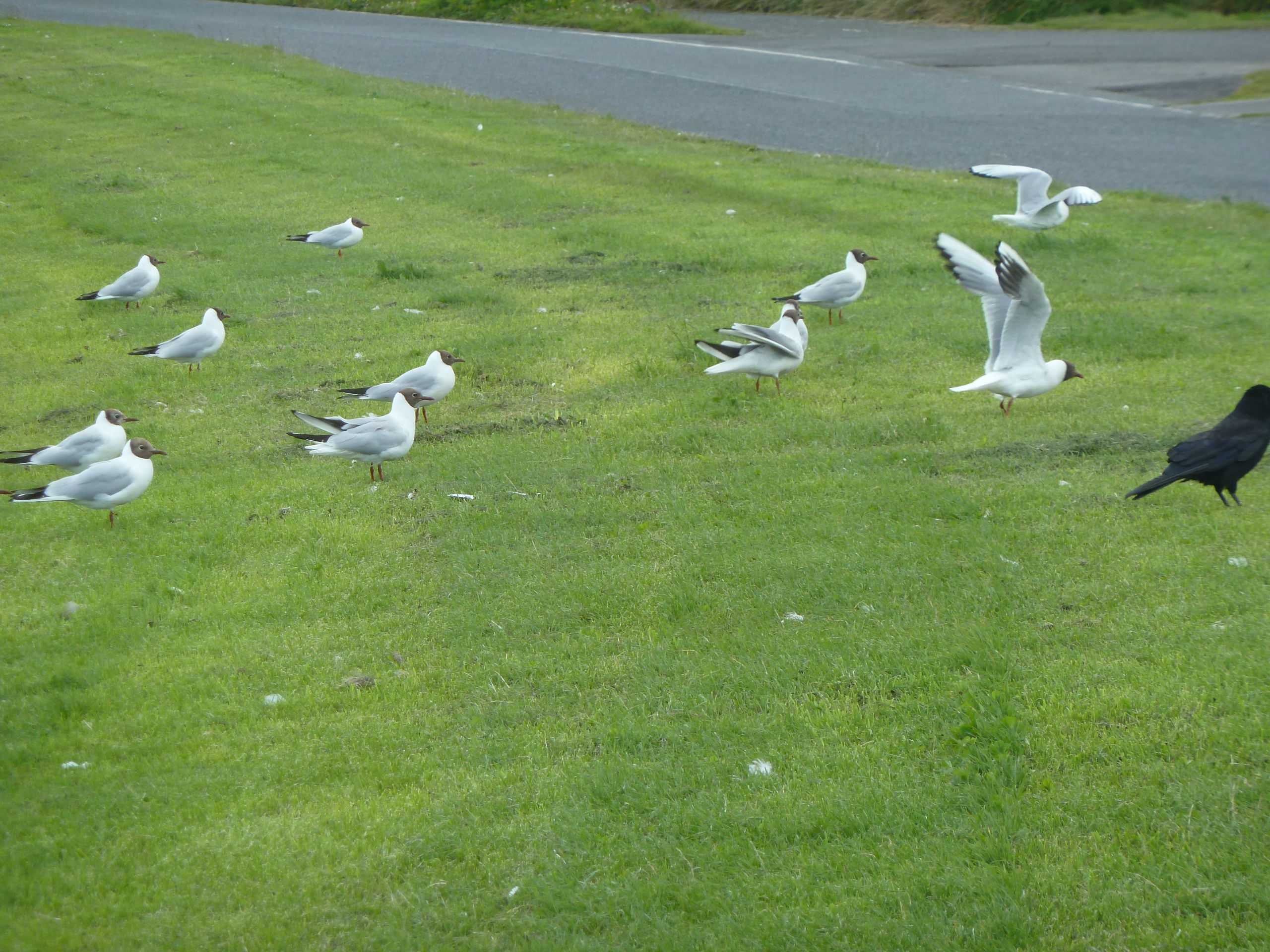 Black headed gulls