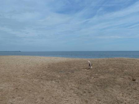 dog at beach