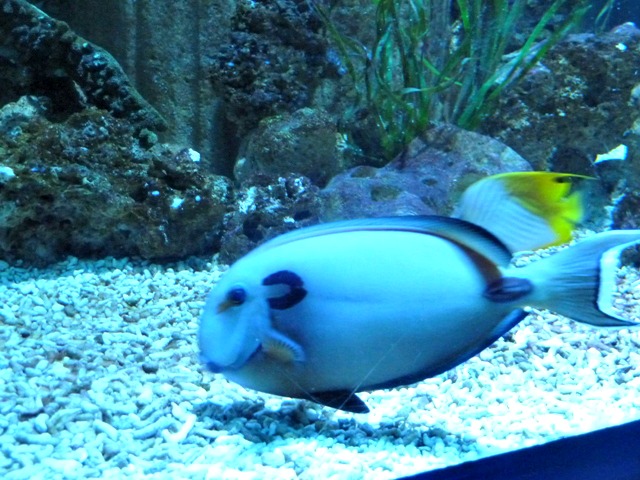 Blue reef aquarium