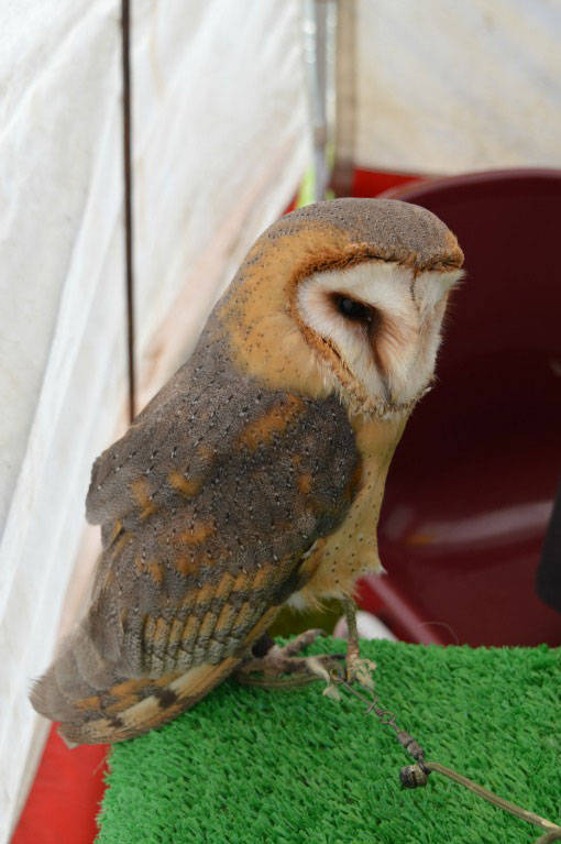 A brown breasted barn owl