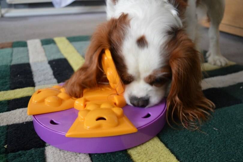 Cavalier king charles spaniel