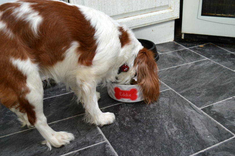 King Charles Spaniel eating pedigree dog food