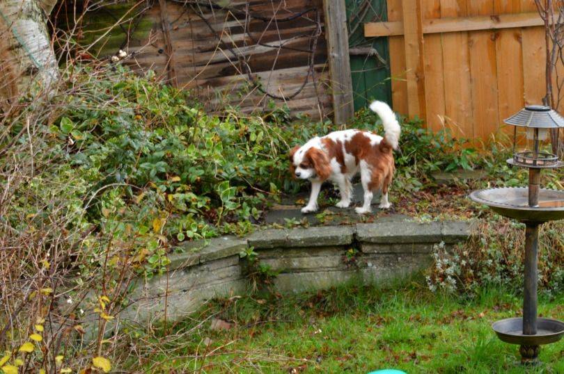 Dog guarding garden