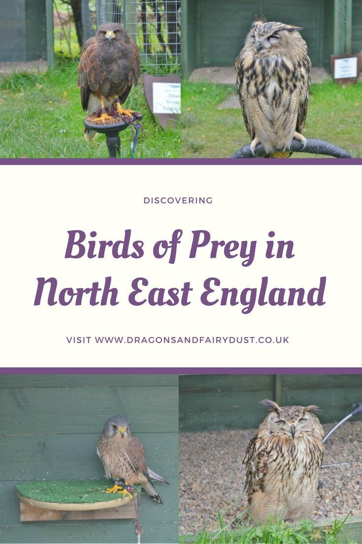 Discovering birds of prey in North East England. Visitng a falconry centre