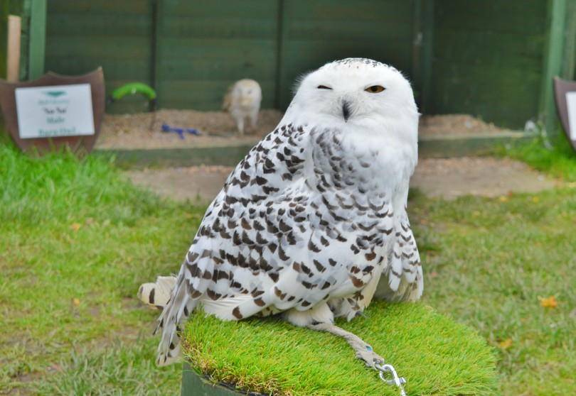 Snowly owl