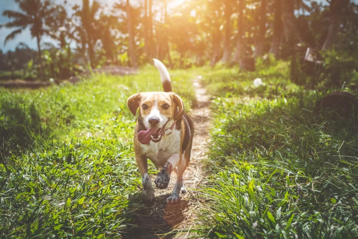 Adult beagle walking on grass