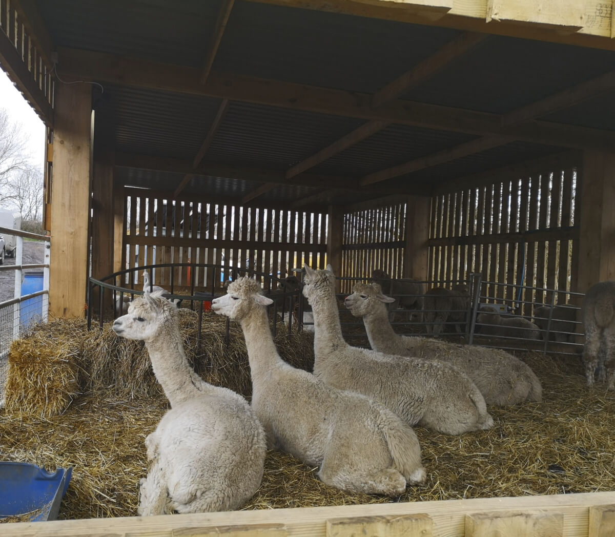 alpacas sitting in a shed looking at hey