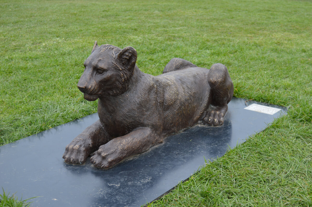 Lion cub statue from Born Free Forever exhibition. The lion is lying down