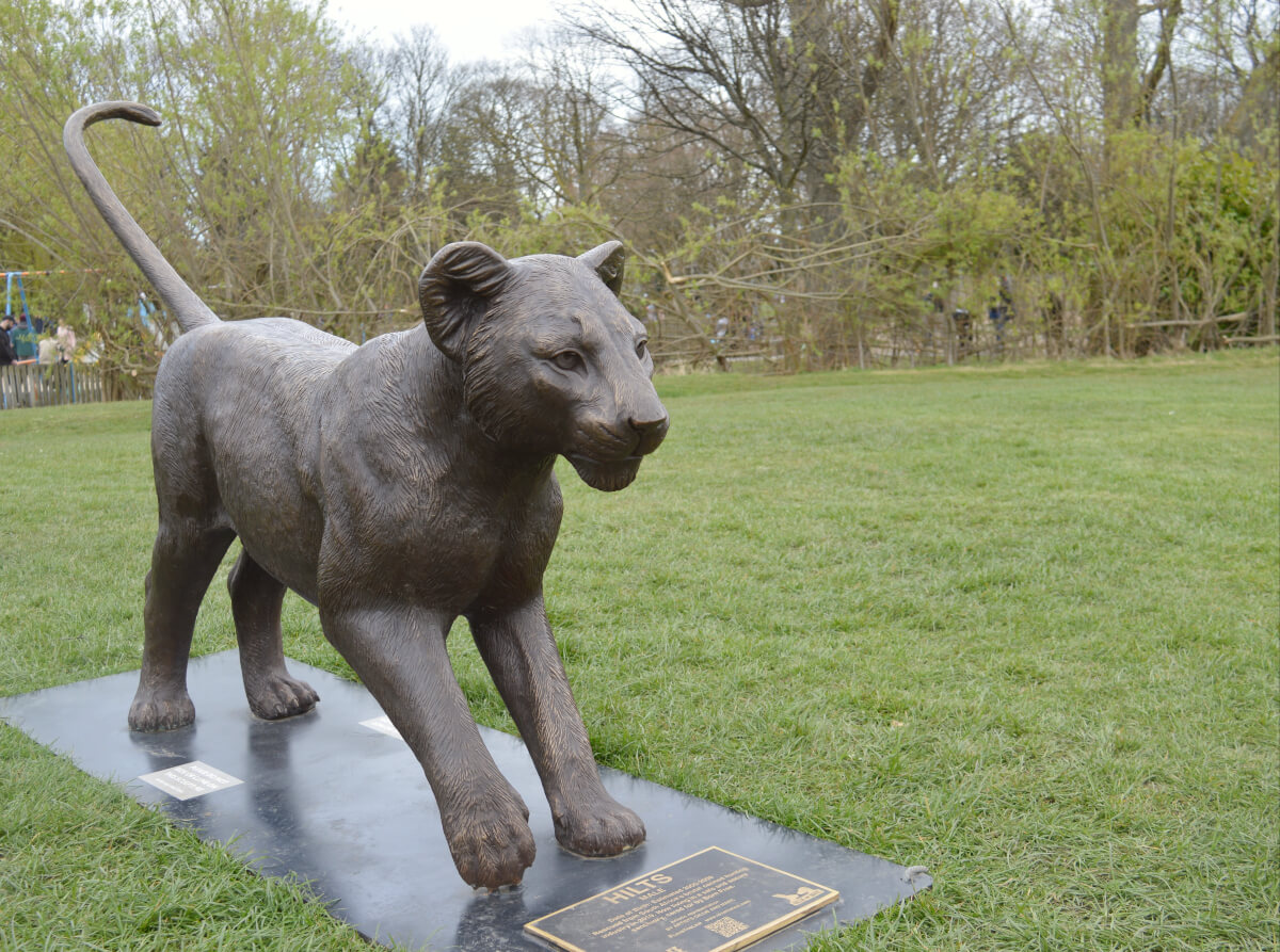 Lion cub statue, part of the Born Free Forever sculptures. The lion is walking and its name is Hilts