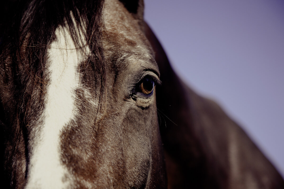 Close up of horses head