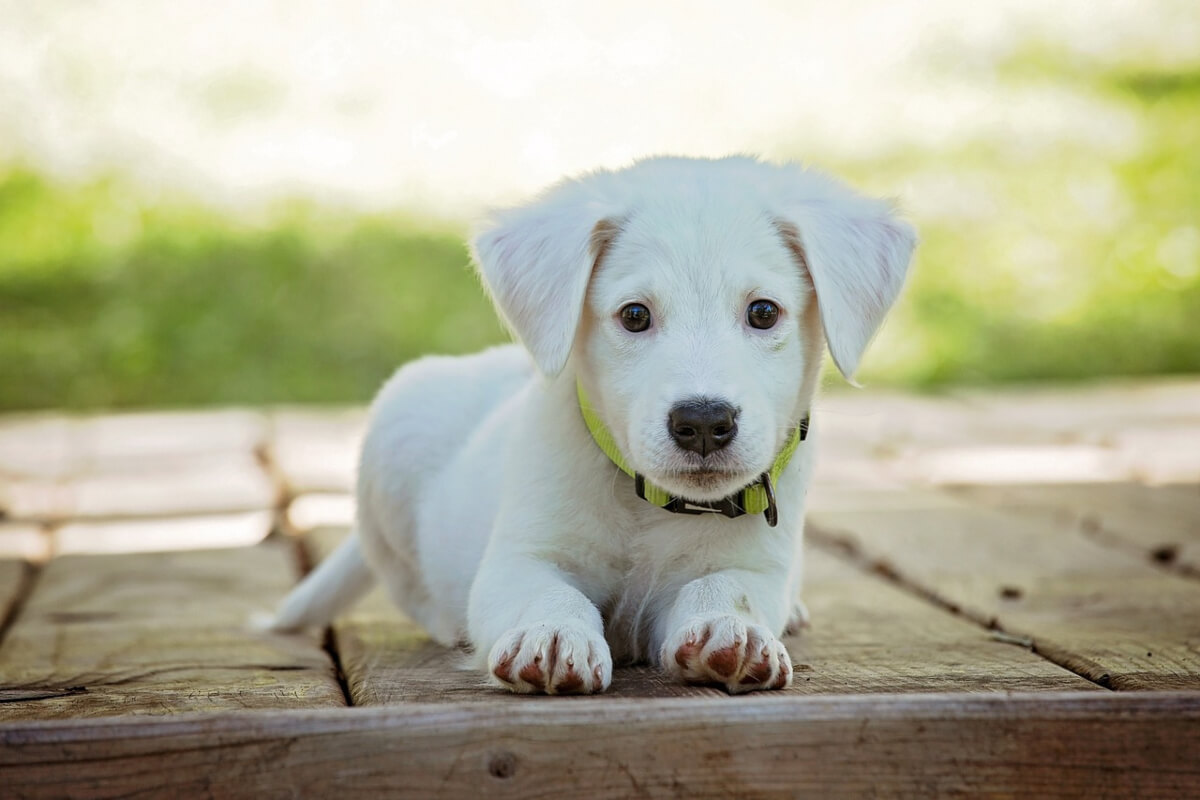 White puppy lying on decking