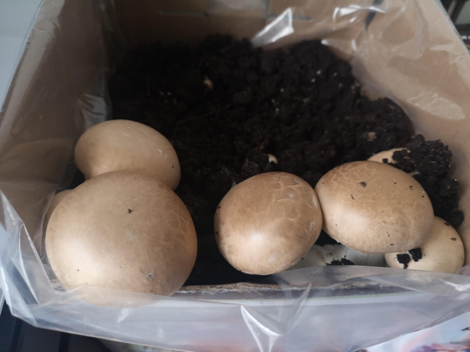 chestnut mushrooms growing in kit