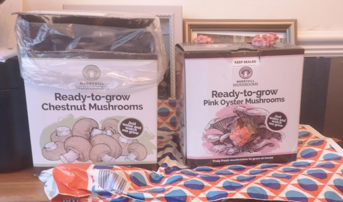 merryhill mushroom grow kits pink oyster and chestnut