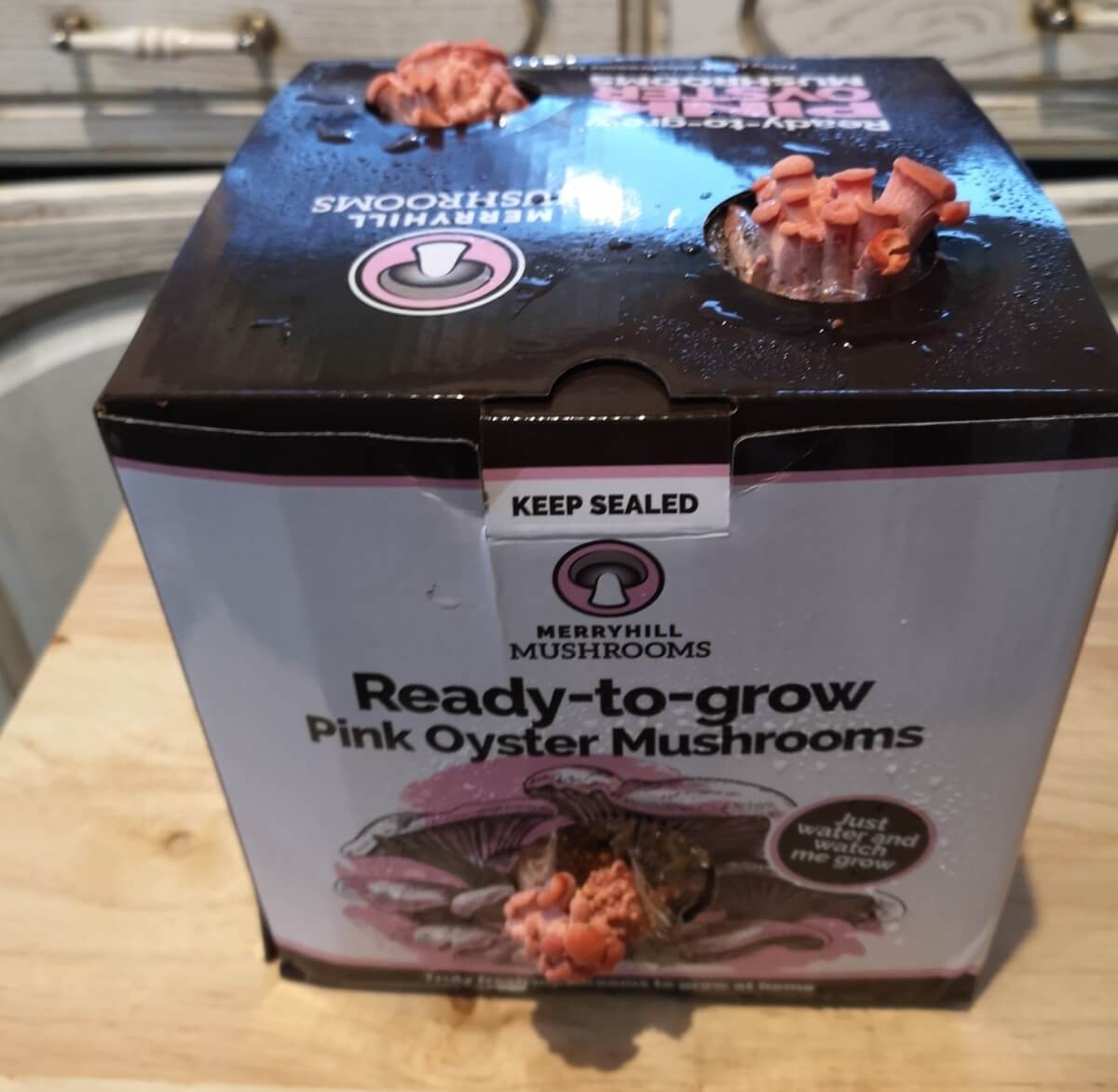 Pink oyster mushrooms starting to grow through the side of the box.