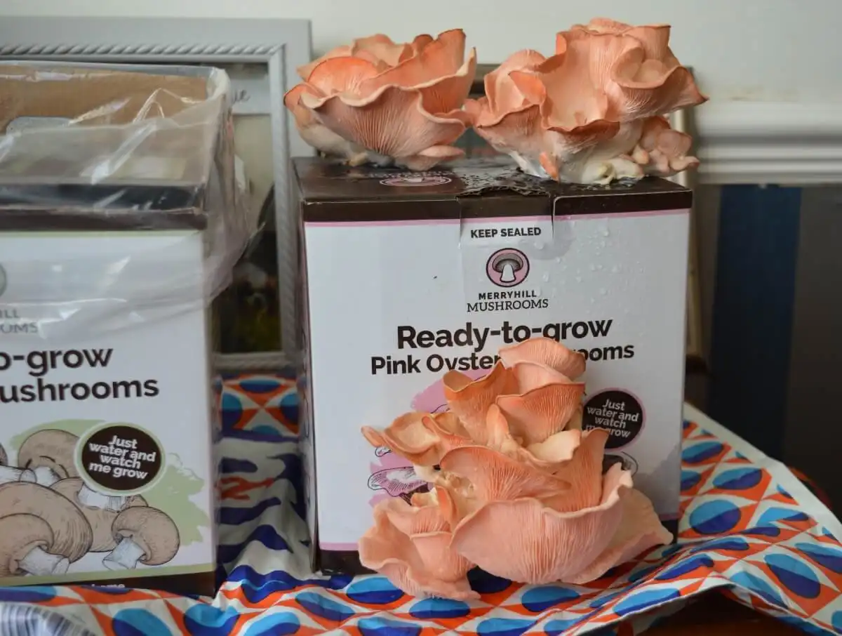 Merryhill Mushroom Grow Kit Review