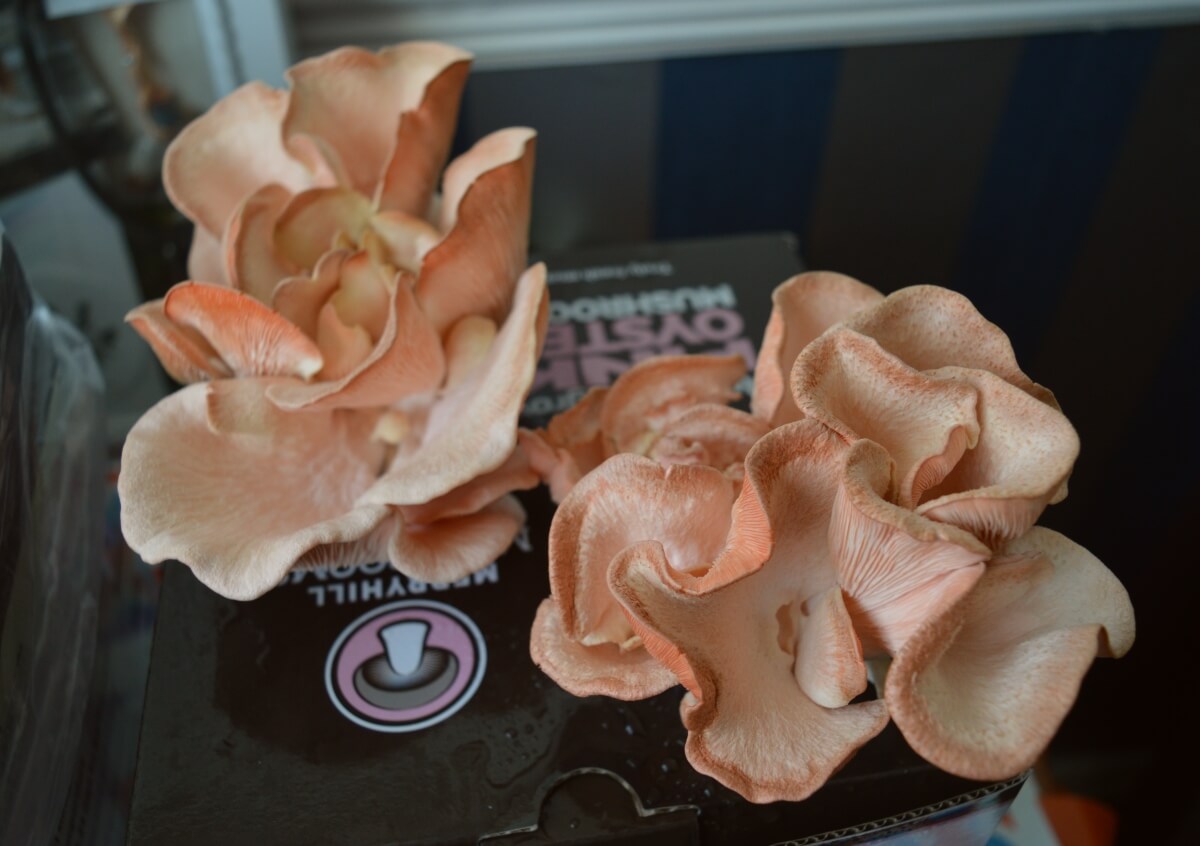 A full cluster of pink oyster mushrooms ready to harvest.