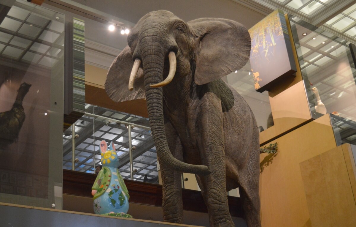 Hop Lightly Peter Rabbit fluffle beside the elephant at the Great North Museum Hancock