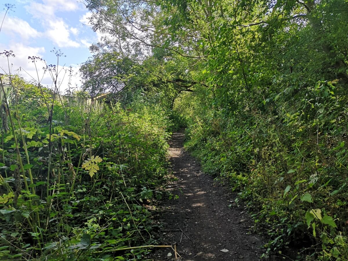 Narrow countryside path surrounded by tall grass and nettles